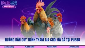 Hướng dẫn quy trình tham gia chơi đá gà tại PUB88