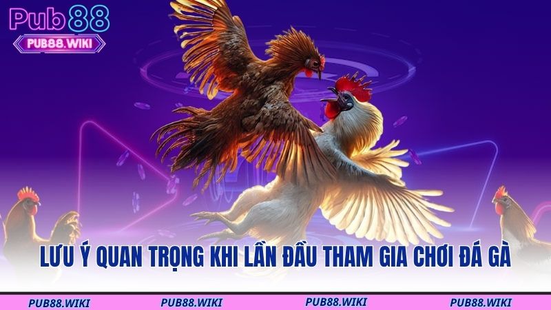 Lưu ý quan trọng khi lần đầu tham gia chơi đá gà