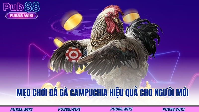 Mẹo chơi đá gà Campuchia hiệu quả cho người mới