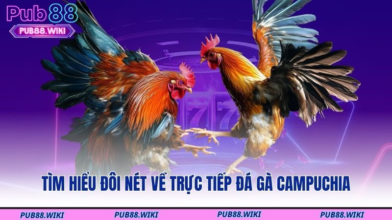 Tìm hiểu đôi nét về trực tiếp đá gà Campuchia