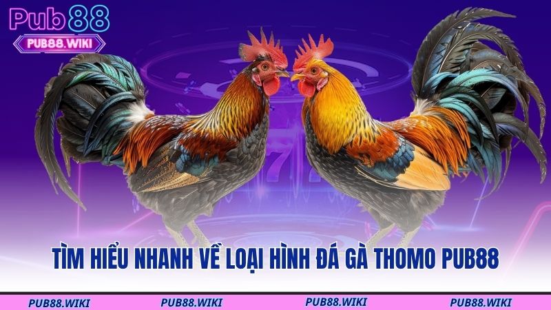 Tìm hiểu nhanh về loại hình đá gà Thomo PUB88