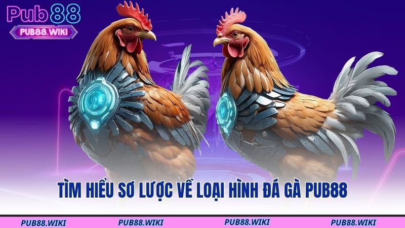 Tìm hiểu sơ lược về loại hình đá gà PUB88
