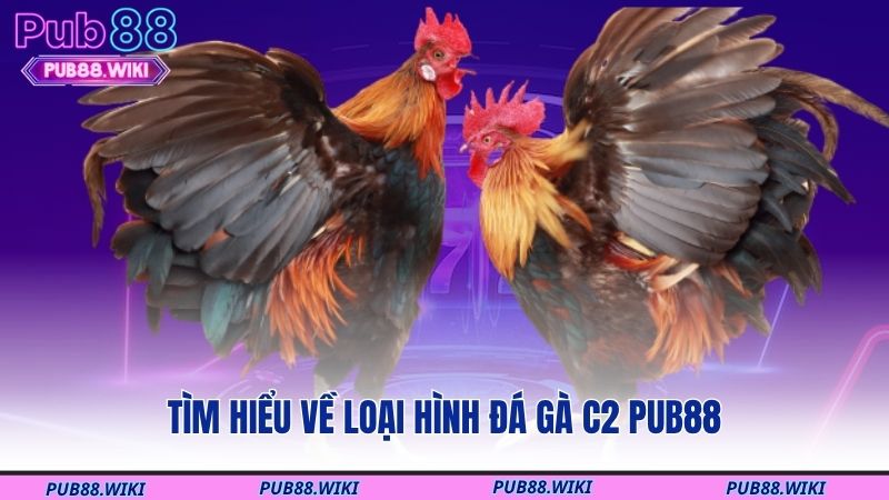 Tìm hiểu về loại hình đá gà C2 PUB88