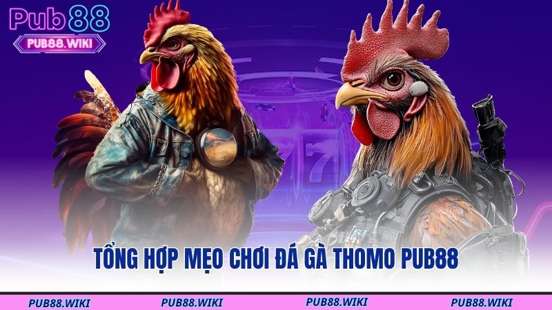 Tổng hợp mẹo chơi đá gà Thomo PUB88