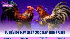 Ưu điểm khi tham gia cá cược đá gà Thomo PUB88