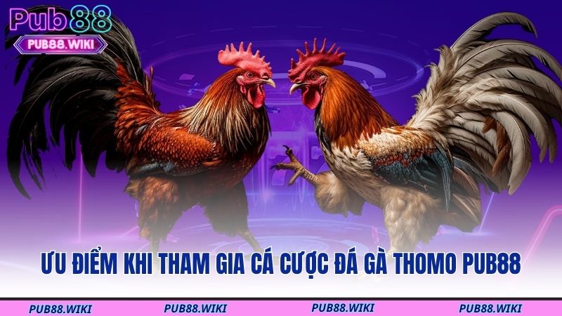 Ưu điểm khi tham gia cá cược đá gà Thomo PUB88